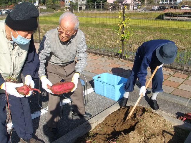 芋掘り１